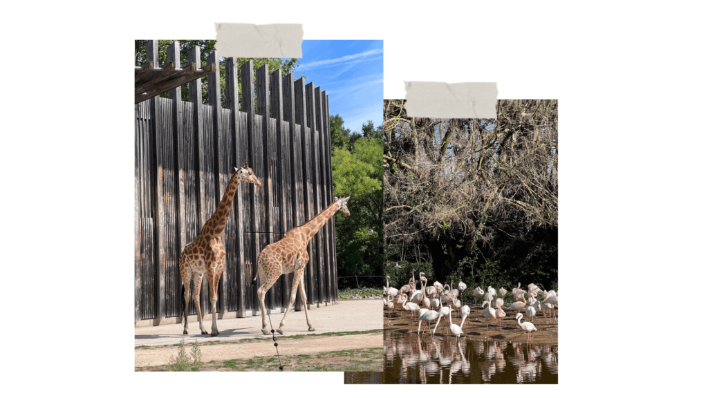 que faire a lyon-avec des enfants - animaux