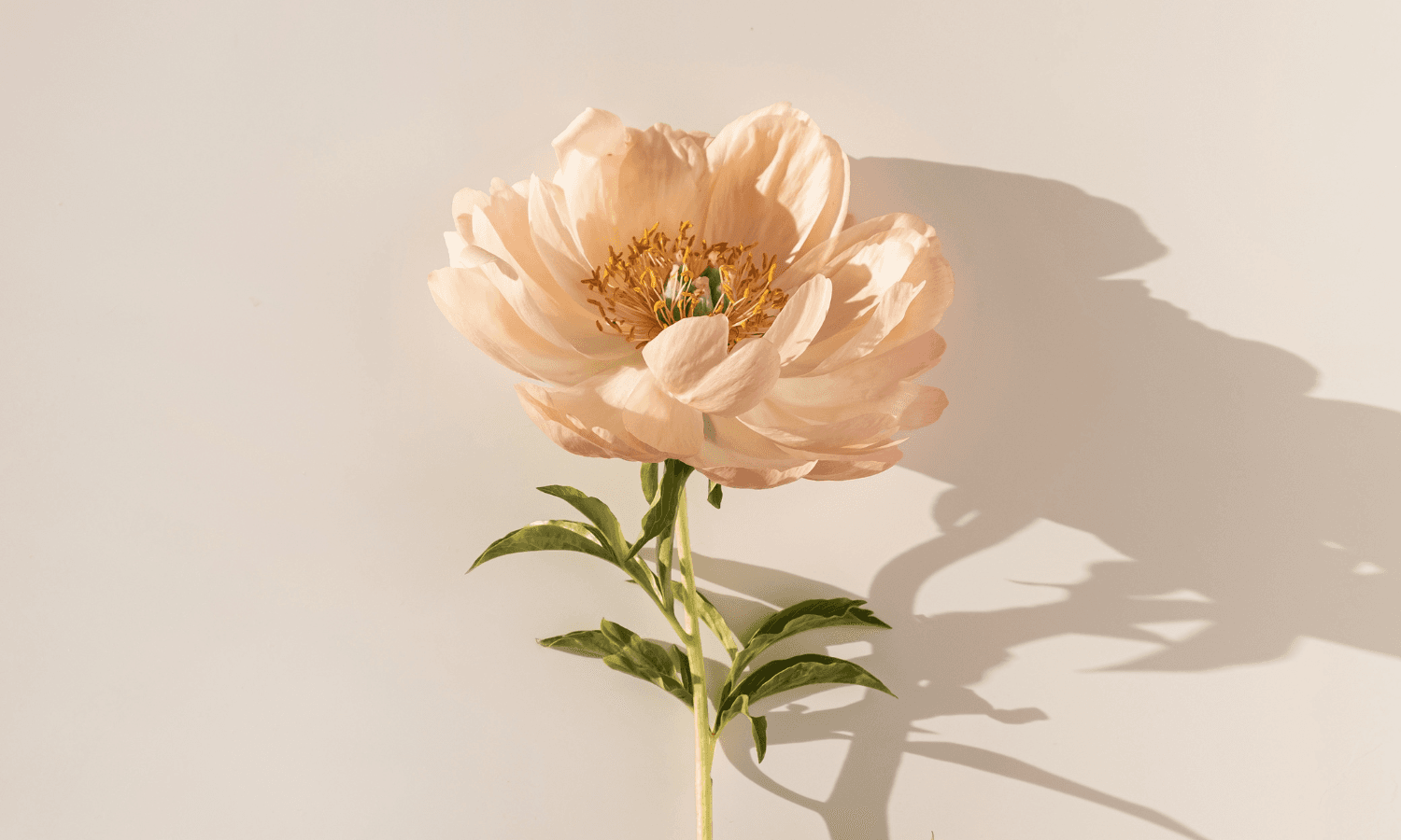 Les meilleurs fleuristes de Lyon : où acheter les plus beaux bouquets de fleurs ?